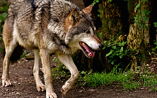 Wilki zaatakowały stado owiec w Bukwałdzie pod Olsztynem
